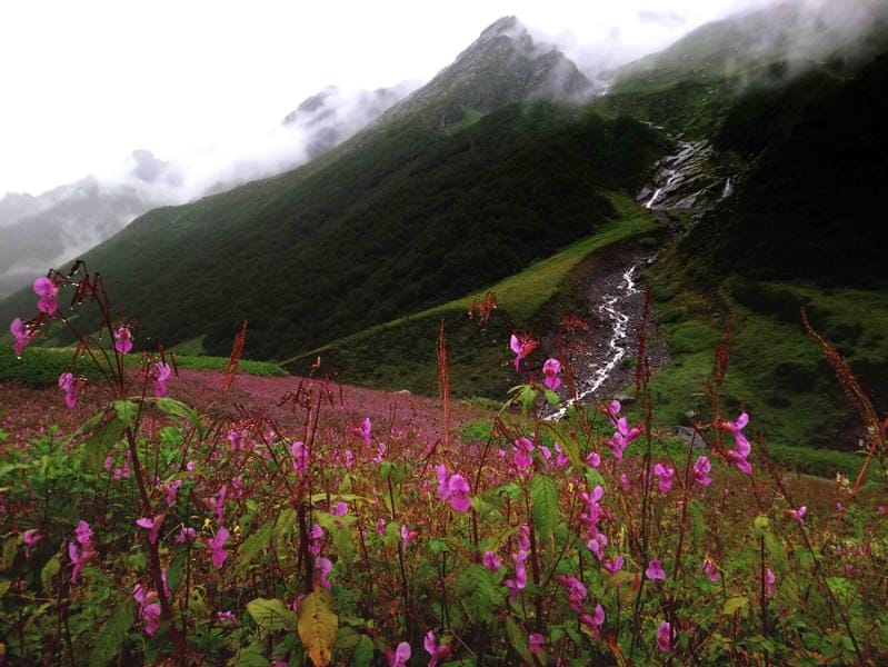 valley of flower trek 5 D3yxd4