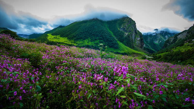 valley of flower trek 7
