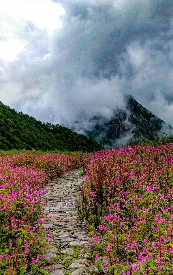 valley of flower trek 8